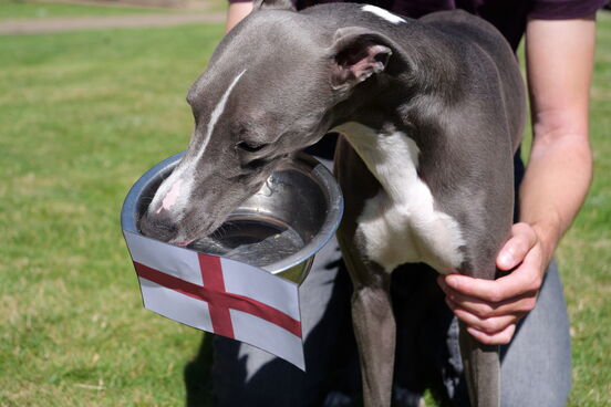 Winston the Whippet World Cup